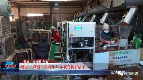 雞冠菌包廠全面開工，網(wǎng)絡(luò)工程賦能，農(nóng)民冬閑有活干